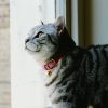Collier pour chat en cuir rose