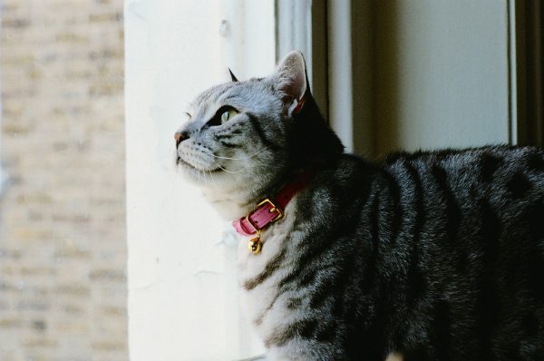 Collier pour chat en cuir rose