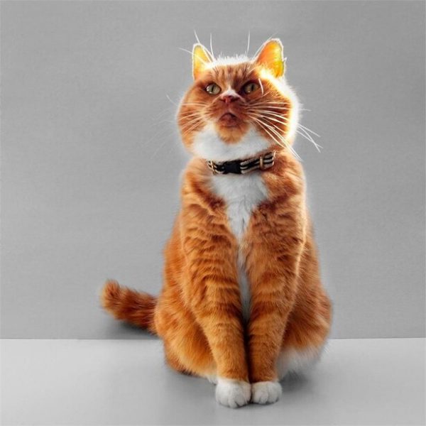 Collier pour chat Braveheart noir et crème