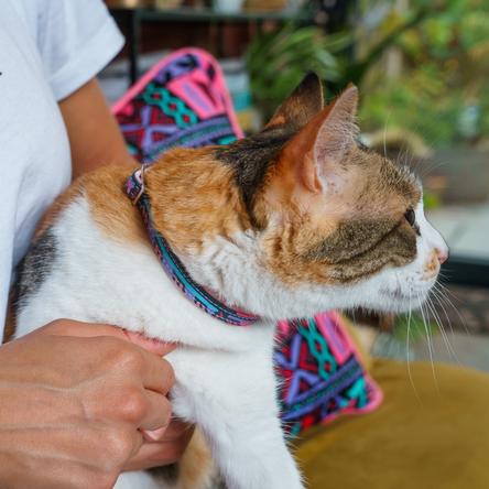 Collier pour chat mud cloth