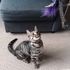 Canne à pêche pour chat (jouets interchangeables)