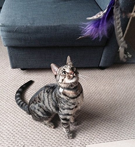 Canne à pêche pour chat (jouets interchangeables)
