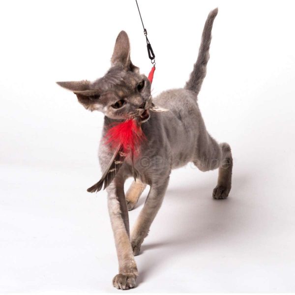 Canne à pêche pour chat (jouets interchangeables)
