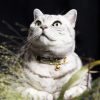 Collier pour chat en cuir Caspian