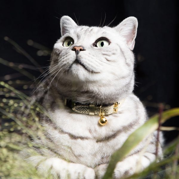 Collier pour chat en cuir Caspian