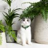 Collier en cuir pour chat collection velouté