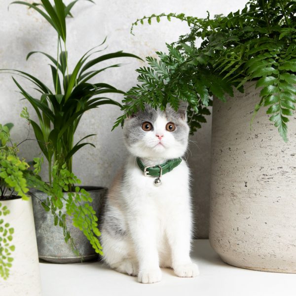 Collier en cuir pour chat collection velouté