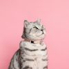 Collier pour chat Ice cream  (4 couleurs)