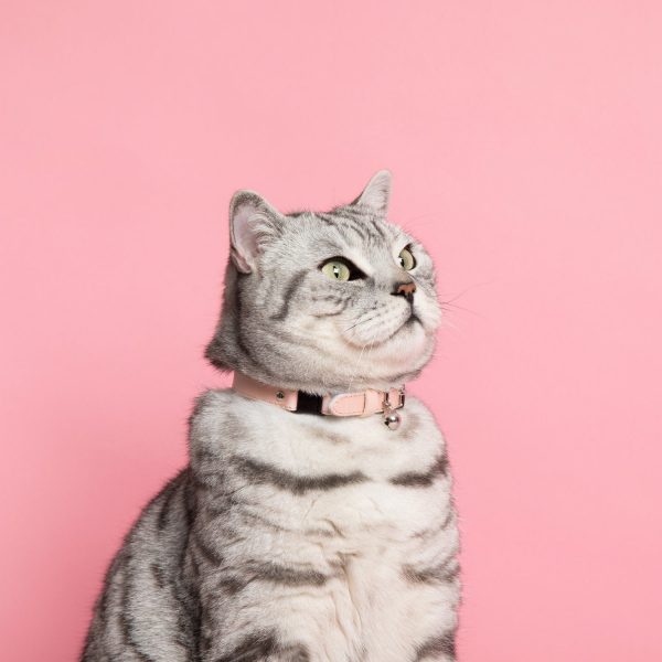 Collier pour chat Ice cream  (4 couleurs)