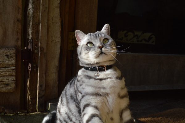 Collier en cuir pour chat Jabberwocky