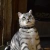 Collier en cuir pour chat Jabberwocky