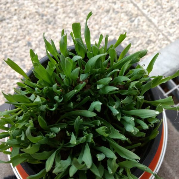 Herbe à chat - graines d'orge BIO à planter