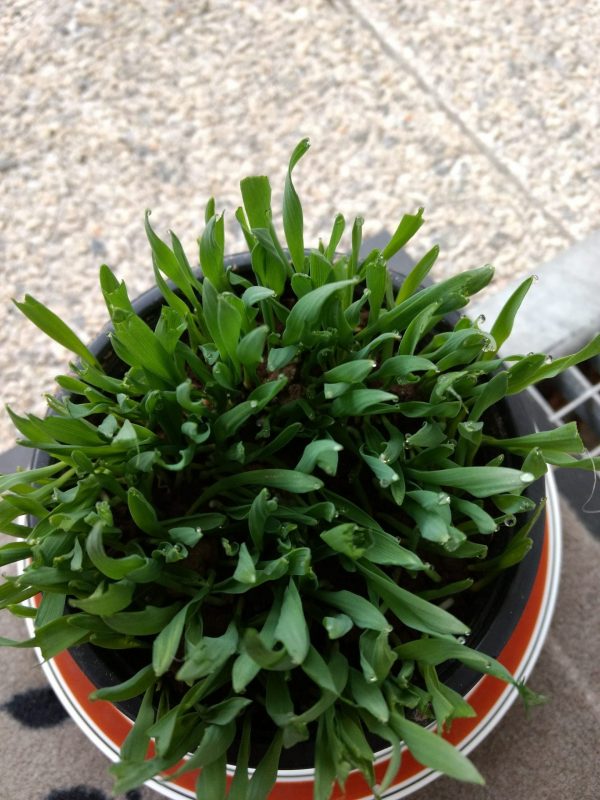 Herbe à chat - graines d'orge BIO à planter