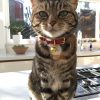 Collier pour chat en cuir rouge Chester