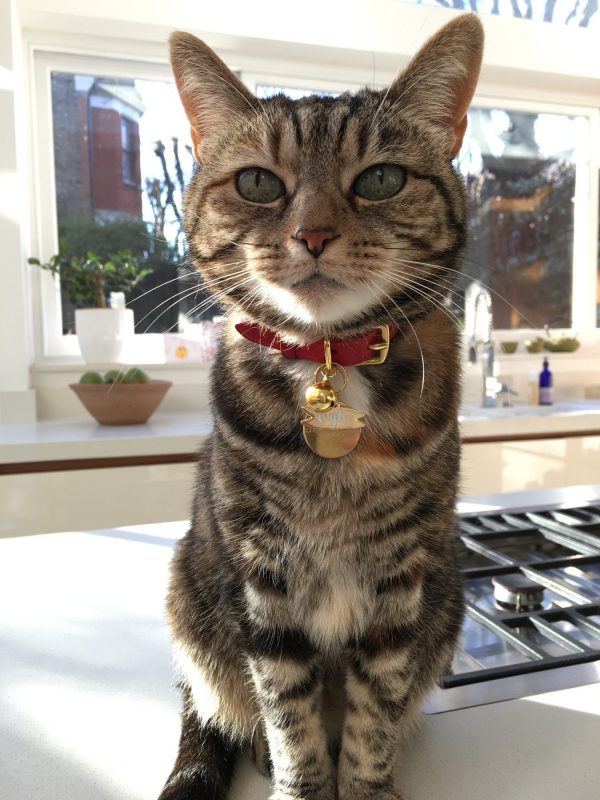 Collier pour chat en cuir rouge Chester