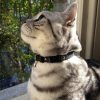 Collier pour chat en cuir Beluga Caviar