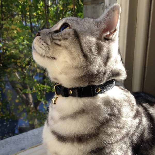 Collier pour chat en cuir Beluga Caviar