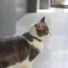 Collier en cuir pour chat