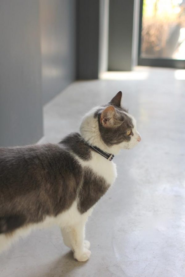 Collier en cuir pour chat