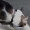 Collier en cuir pour chat