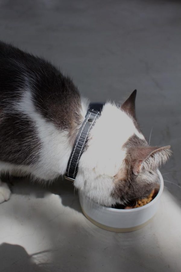 Collier en cuir pour chat