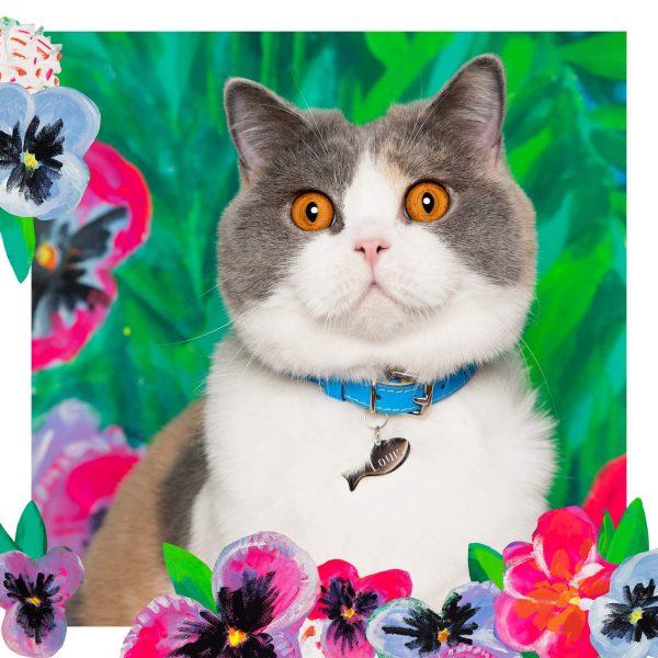 Collier pour chat en cuir Louis Wain