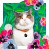 Collier pour chat en cuir Louis Wain
