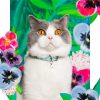 Collier pour chat en cuir Louis Wain