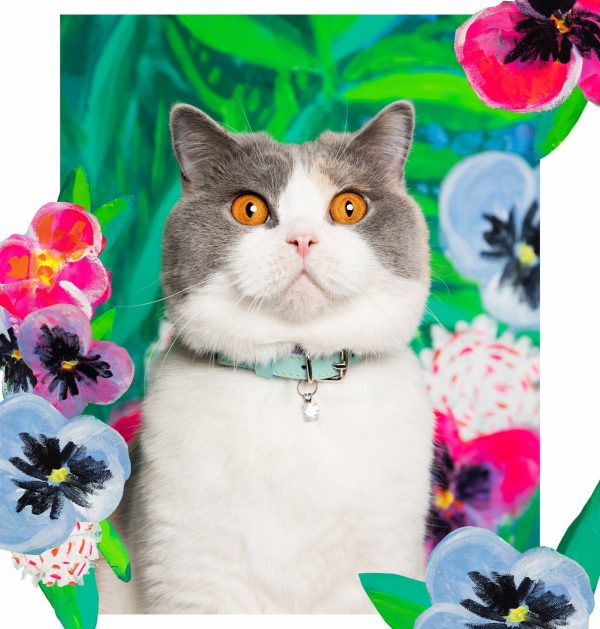 Collier pour chat en cuir Louis Wain