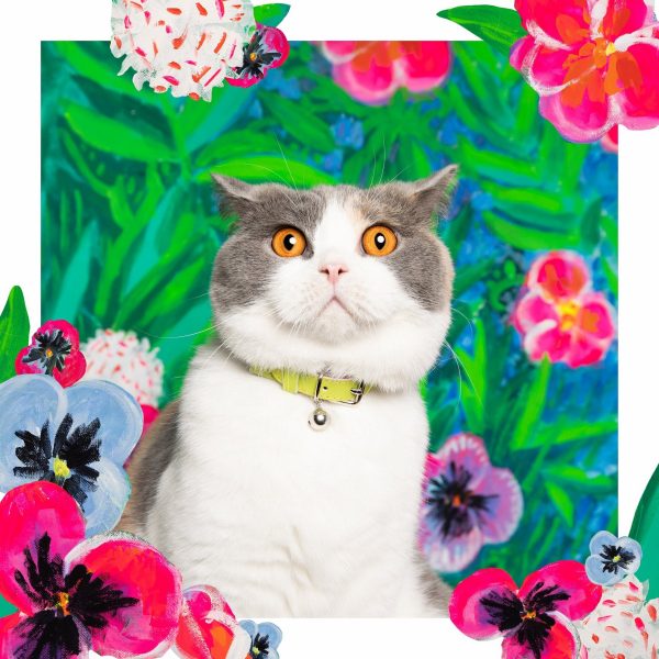 Collier pour chat en cuir Louis Wain