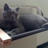 Hamac pour chat Woozy