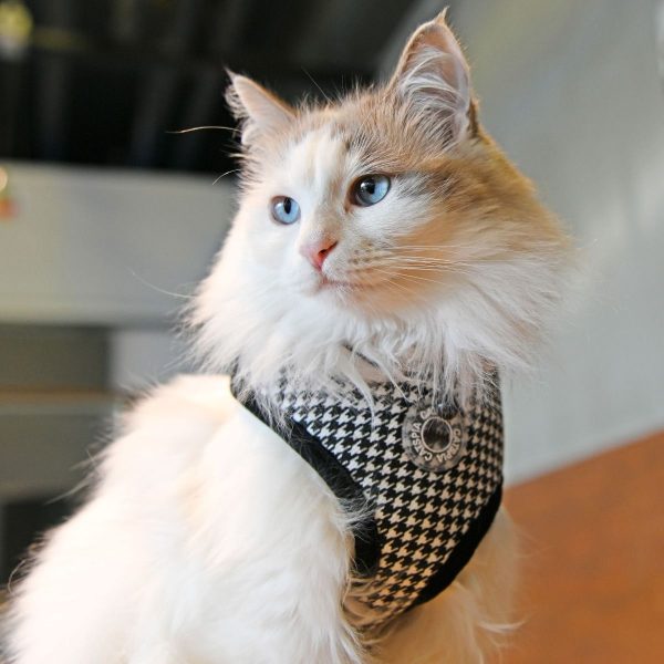 Harnais GARBO A pour chat