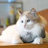 Harnais GARBO A pour chat