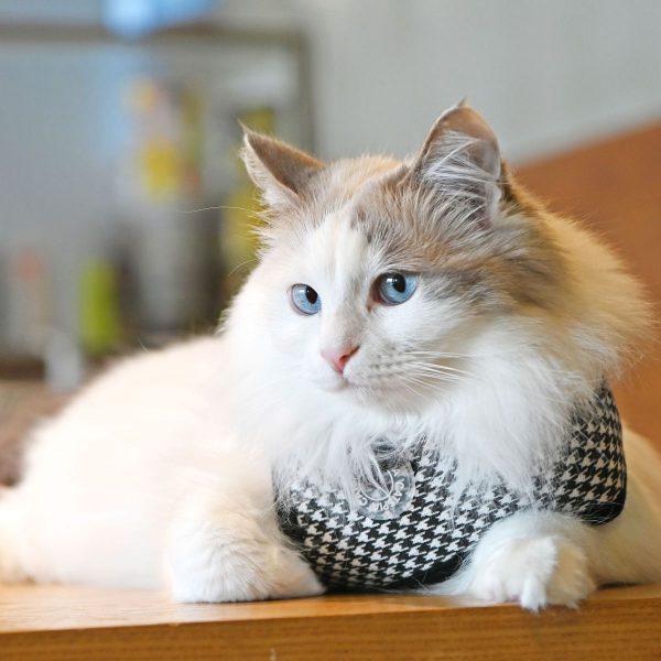 Harnais GARBO A pour chat