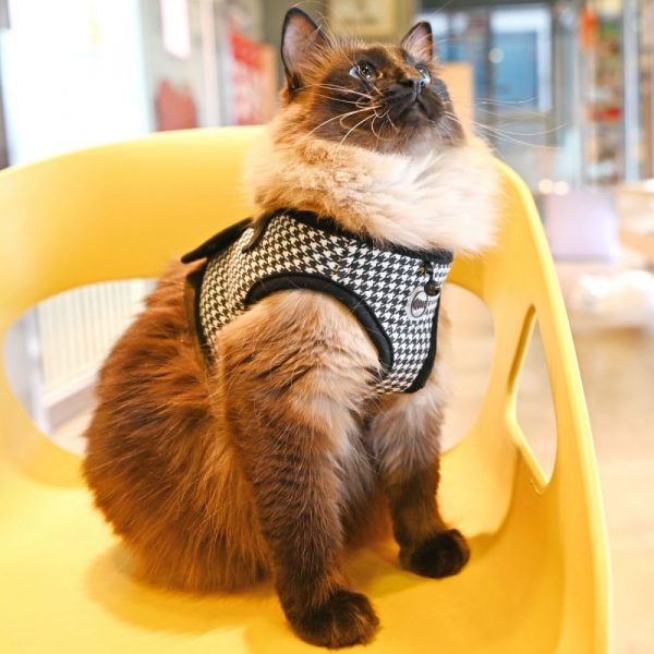 Harnais GARBO B pour chat