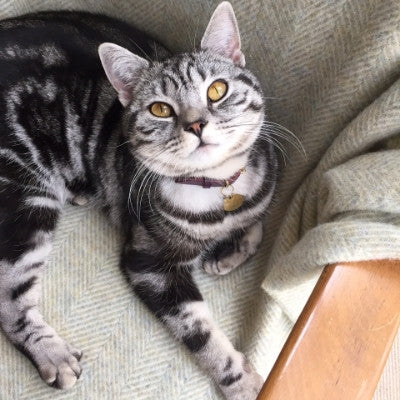 Collier pour chat en cuir Bernie