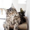 Griffoir en carton pour chat design TOBI