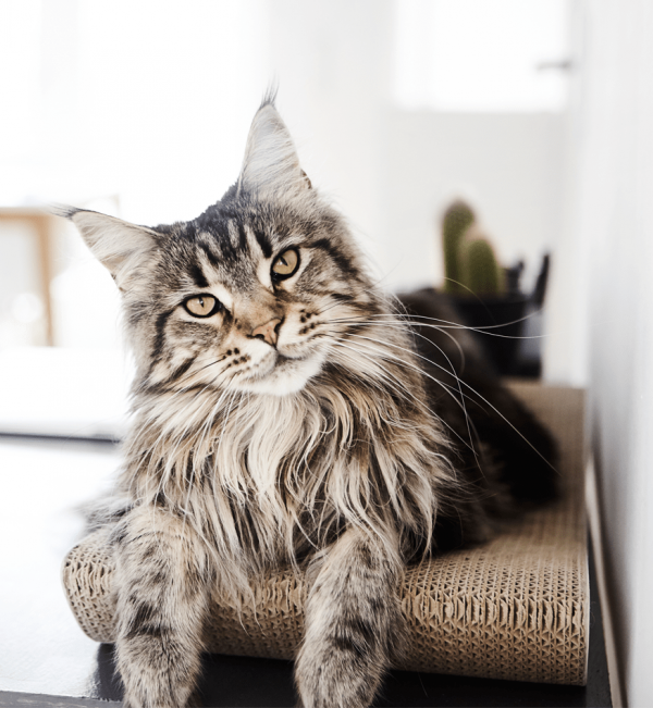 Griffoir en carton pour chat design TOBI