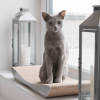 Griffoir en carton pour chat design TOBI