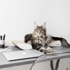 Griffoir en carton pour chat design TOBI