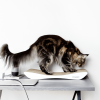 Griffoir en carton pour chat design TOBI