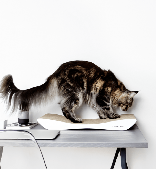 Griffoir en carton pour chat design TOBI