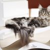 Griffoir pour chat design LUI My Kotty