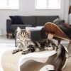 Griffoir pour chat design LUI My Kotty
