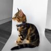 Collier pour chat en cuir gris