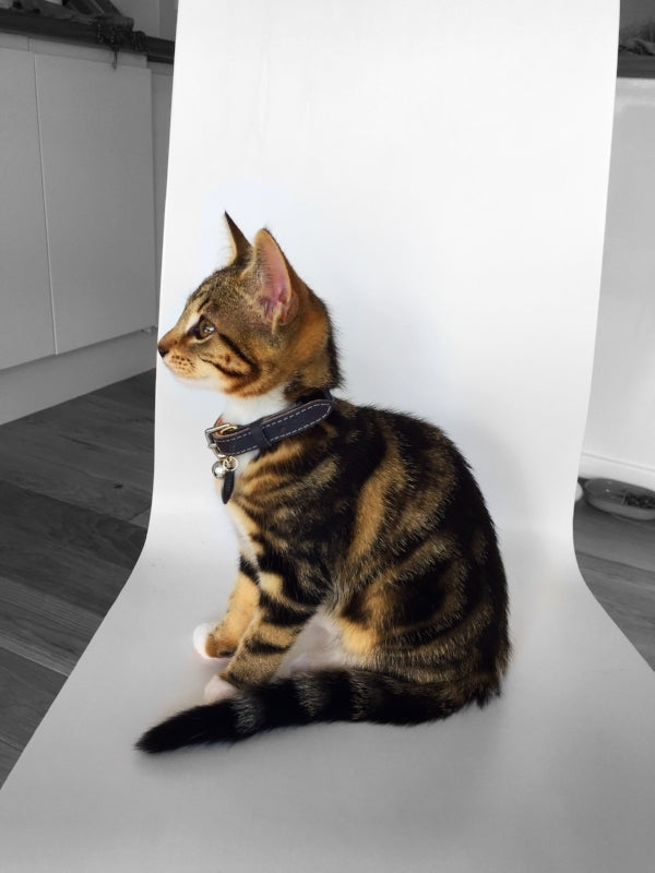 Collier pour chat en cuir gris