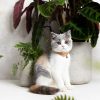 Collier en cuir pour chat collection velouté