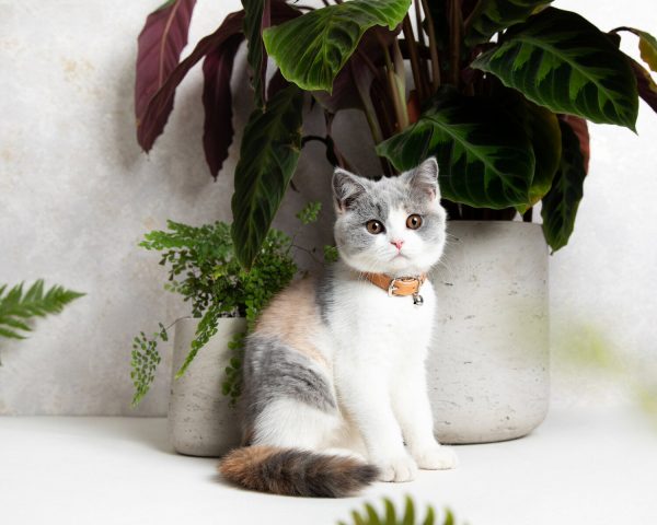 Collier en cuir pour chat collection velouté