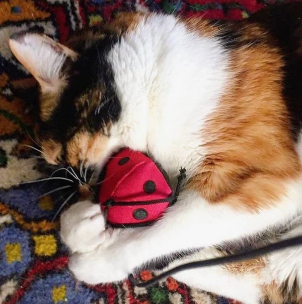 Canne à pêche à l'herbe à chat séchée