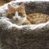 Panier pour chat Lana